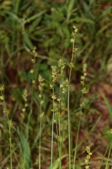 Carex divulsa divulsa