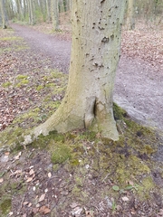 Campylophyllopsis calcarea