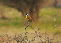 Pitangus sulphuratus