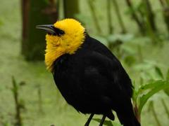 Chrysomus icterocephalus bogotensis