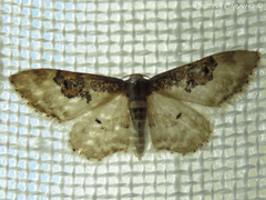Idaea mustelata