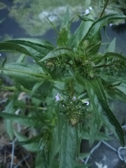 Veronica anagallis-aquatica