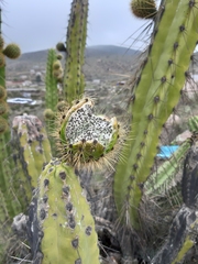 Corryocactus brevistylus