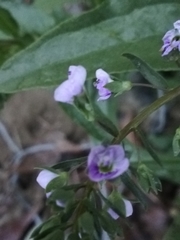 Veronica anagallis-aquatica