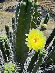 Corryocactus brevistylus