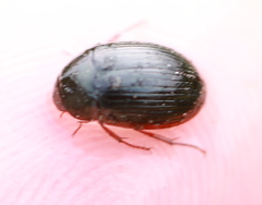 Hydrobius