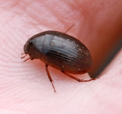 Hydrobius