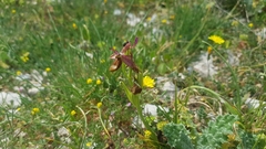 Ophrys bertolonii flavicans