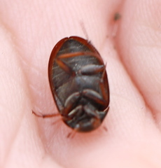 Hydrobius