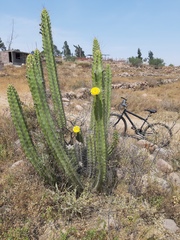 Corryocactus brevistylus