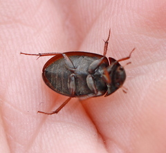 Hydrobius
