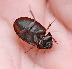 Hydrobius
