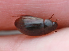 Hydrobius