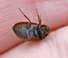 Hydrobius