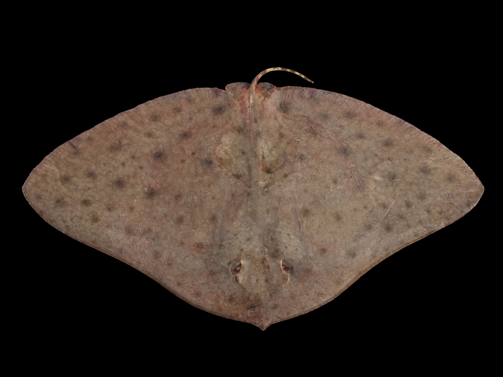 Smooth Butterfly Ray
