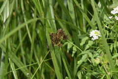 Bolboschoenus glaucus