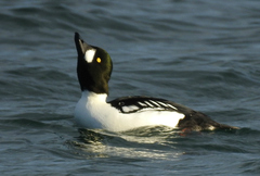 Bucephala clangula × islandica