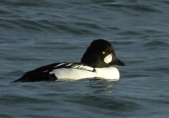 Bucephala clangula × islandica