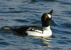 Bucephala clangula × islandica