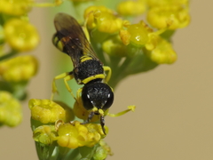 Ectemnius massiliensis