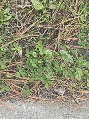 Trifolium repens