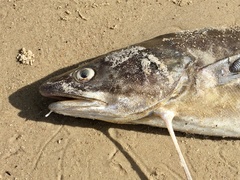 Urophycis brasiliensis