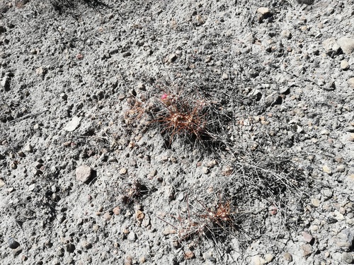 Cumulopuntia ignota (Cumulopuntia ignota)