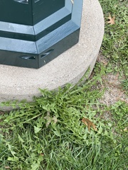 Taraxacum officinale