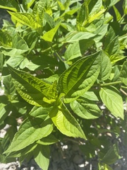 Magnoliopsida
