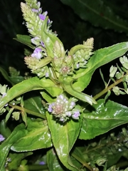 Veronica anagallis-aquatica