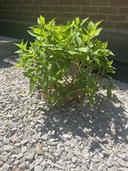 Magnoliopsida