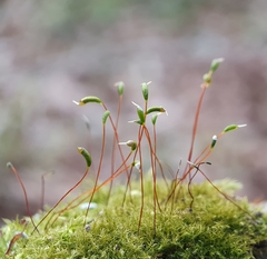 Campylophyllopsis calcarea