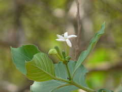 Morinda pubescens