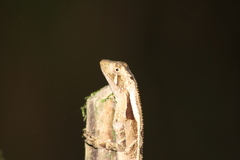 Enyalius iheringii