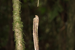 Enyalius iheringii