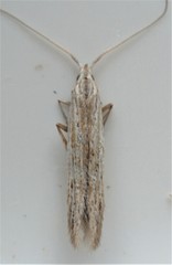 Coleophora quadruplex