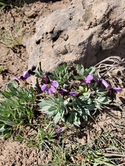 Viola trinervata