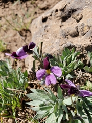 Viola trinervata