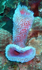 Callyspongia plicifera