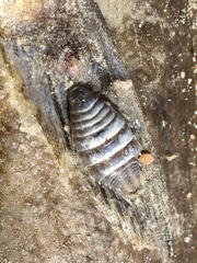 Cymothoida