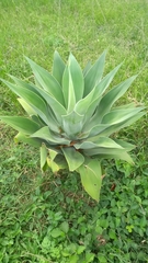 Agave mitis