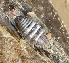 Cymothoida