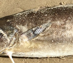 Cymothoida