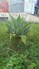 Agave mitis