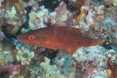 Oxycheilinus orientalis