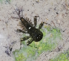 Ephemeroptera