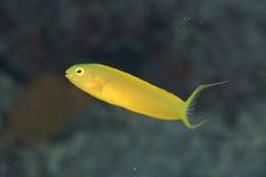 Canary Blenny photo 4