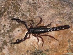 Broteochactas porosus