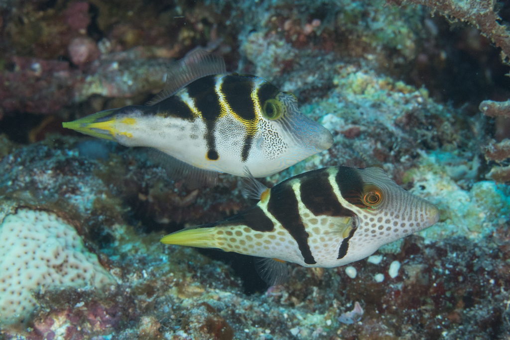 Blacksaddle filefish (Paraluteres prionurus) — Monacanthidae