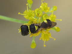 Ectemnius hypsae